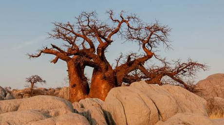 Botswana baobab