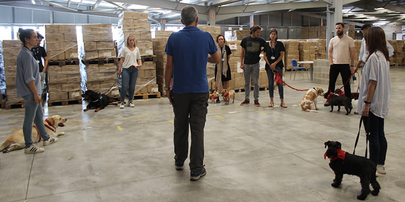 dia internacional llevar perro trabajo actividad oficina dsv rubi