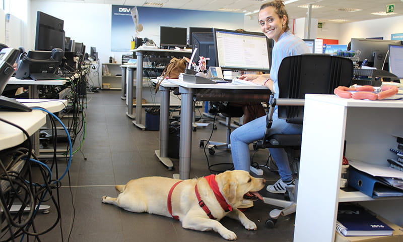 dia internacional llevar perro trabajo oficina dsv rubi