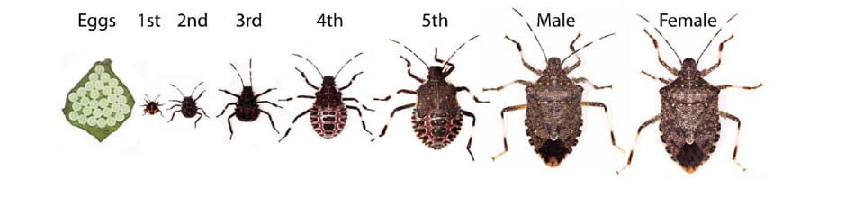 Seasonal Measure For The Brown Marmorated Stink Bug Dsv