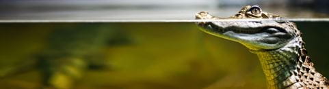 Transporting live animals for a zoo