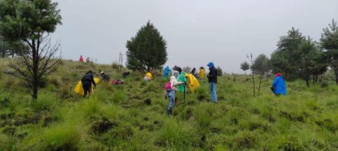 voluntarios DSV Arboles
