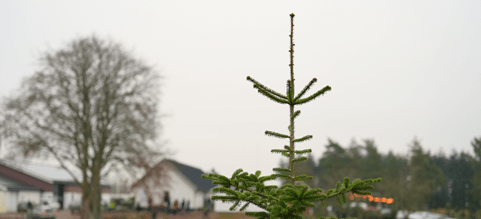 Mellandagsrean i Sverige 2025