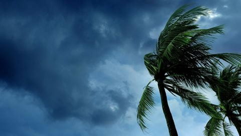 Palm Trees in storm