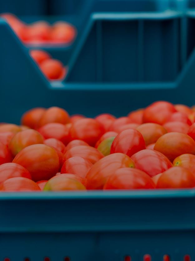  A close-up of vibrant red tomatoes overflowing from a dark blue plastic crate.
