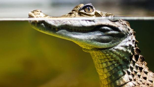 Supply Chain case studies proving DSV's expert knowledge in the Transport and logistics in MENA