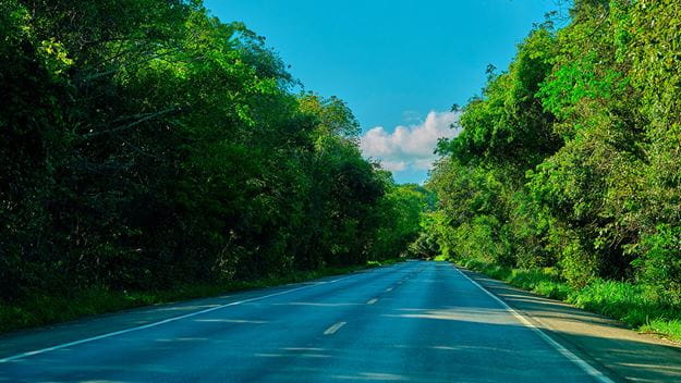 A long, empty road stretches through a dense, green forest under a blue sky