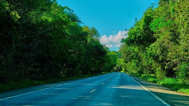 A long, empty road stretches through a dense, green forest under a blue sky