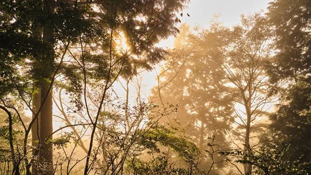 Trees in the forest