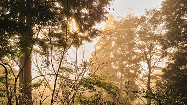 Trees in the forest
