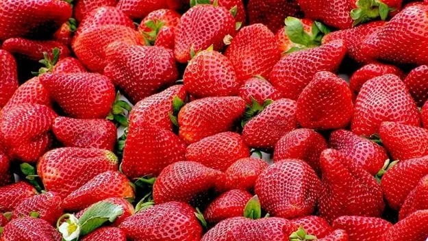 Montón de fresas frescas