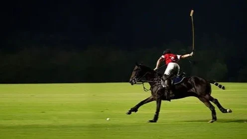 dsv polo horses