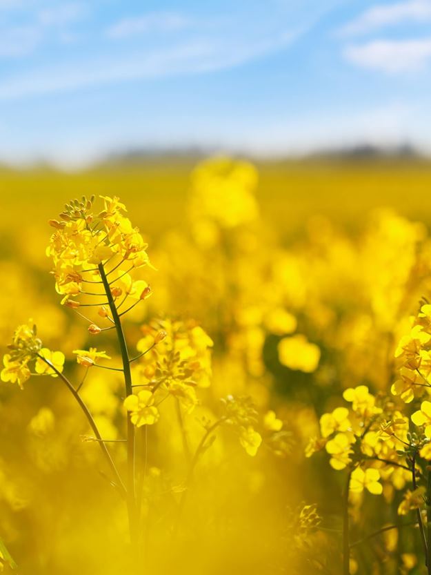 Fresh flower logistics from Kenya to South Africa with DSV's expert cold chain logistics