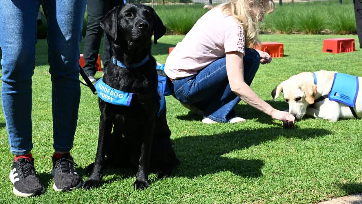 Service dog taking part in the shades day campaign awareness day at DSV Park Gauteng in South Africa