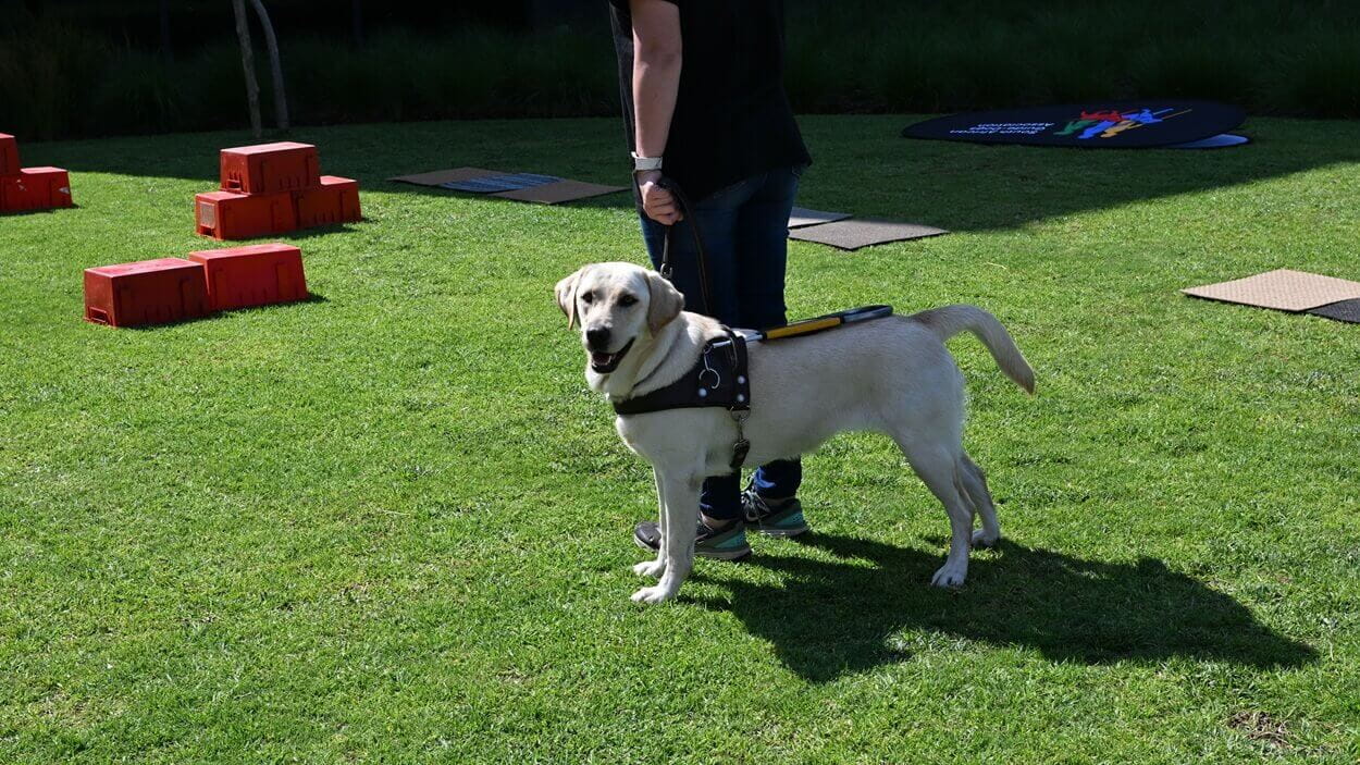 SA Guide dogs association service dog showing off its skills at DSV Park Gauteng in South Africa