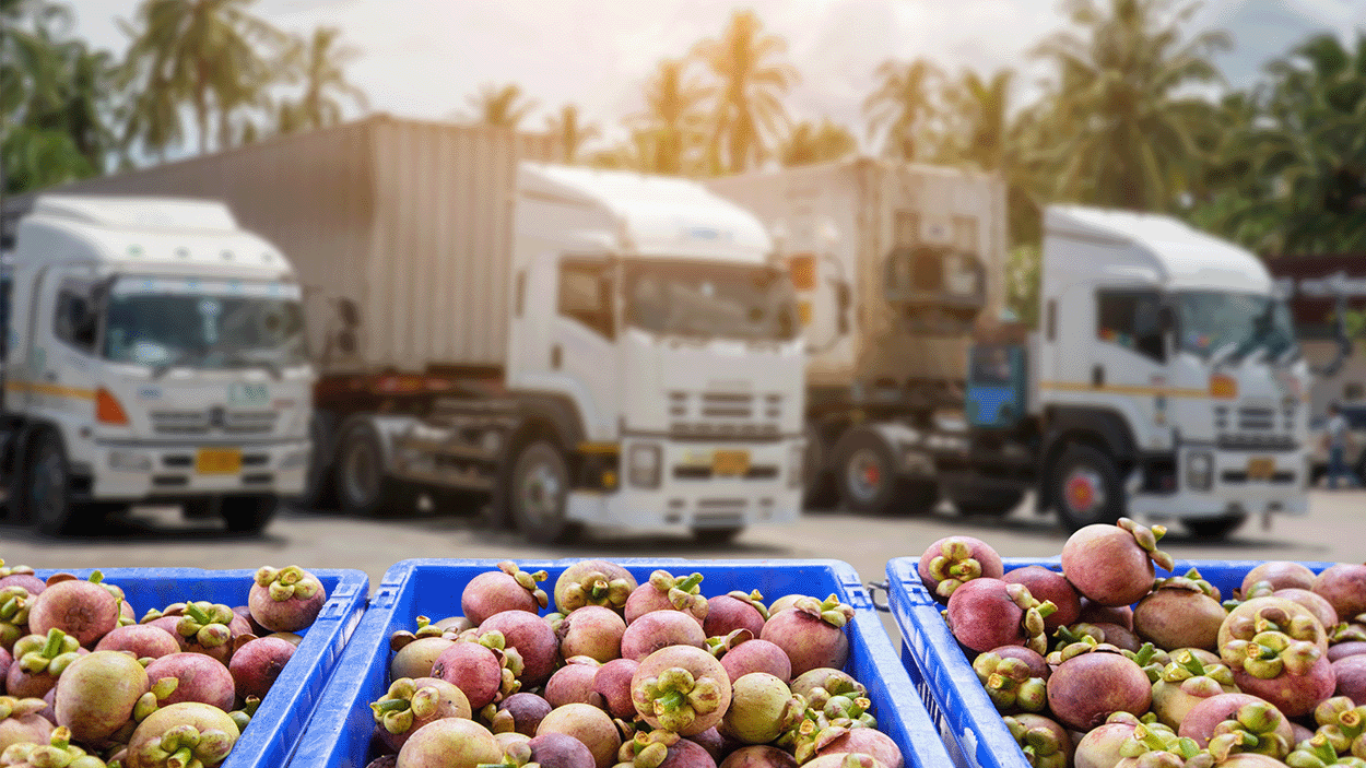 Casse di plastica piene di mangostani freschi in primo piano, con diversi camion refrigerati bianchi parcheggiati sullo sfondo in un centro logistico tropicale