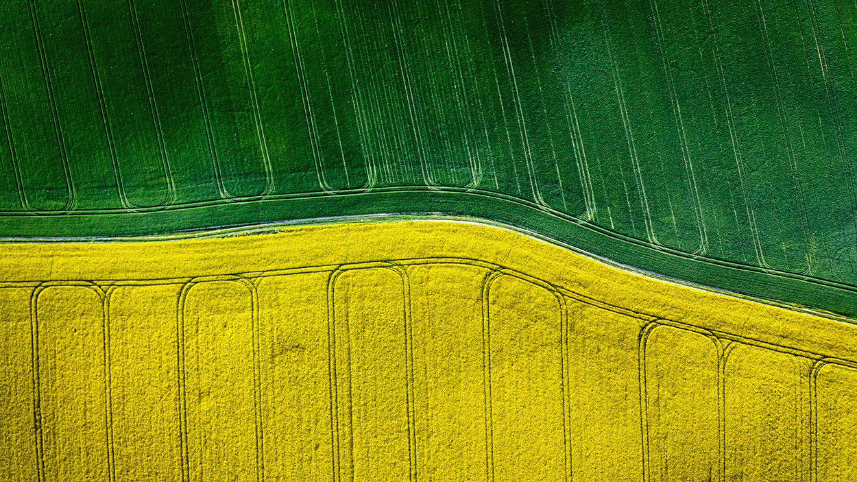 aerial view of crops while the top half is green and the bottom half is already yellow