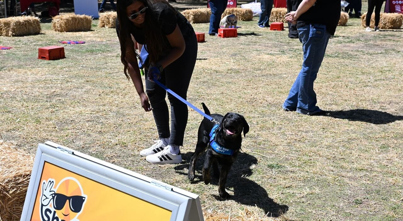 Trained guide dog showing what it's been training for