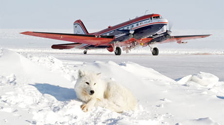 white wolf laying on snow with red airplane in background