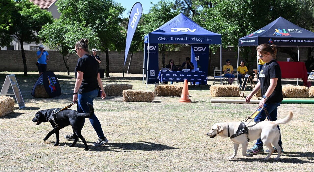 Trained Guide dogs strutting their stuff at the Shades day launch for SA Guide dogs association